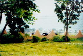 pic3.jpg